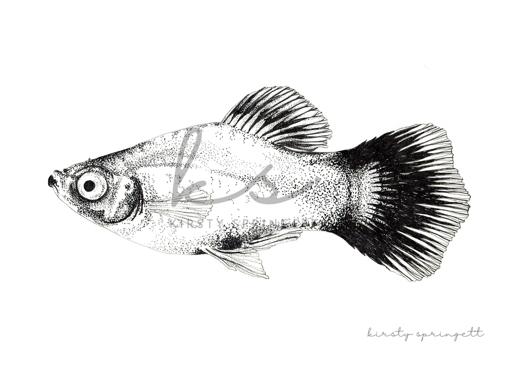 Molly Fish