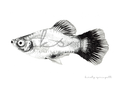 Molly Fish