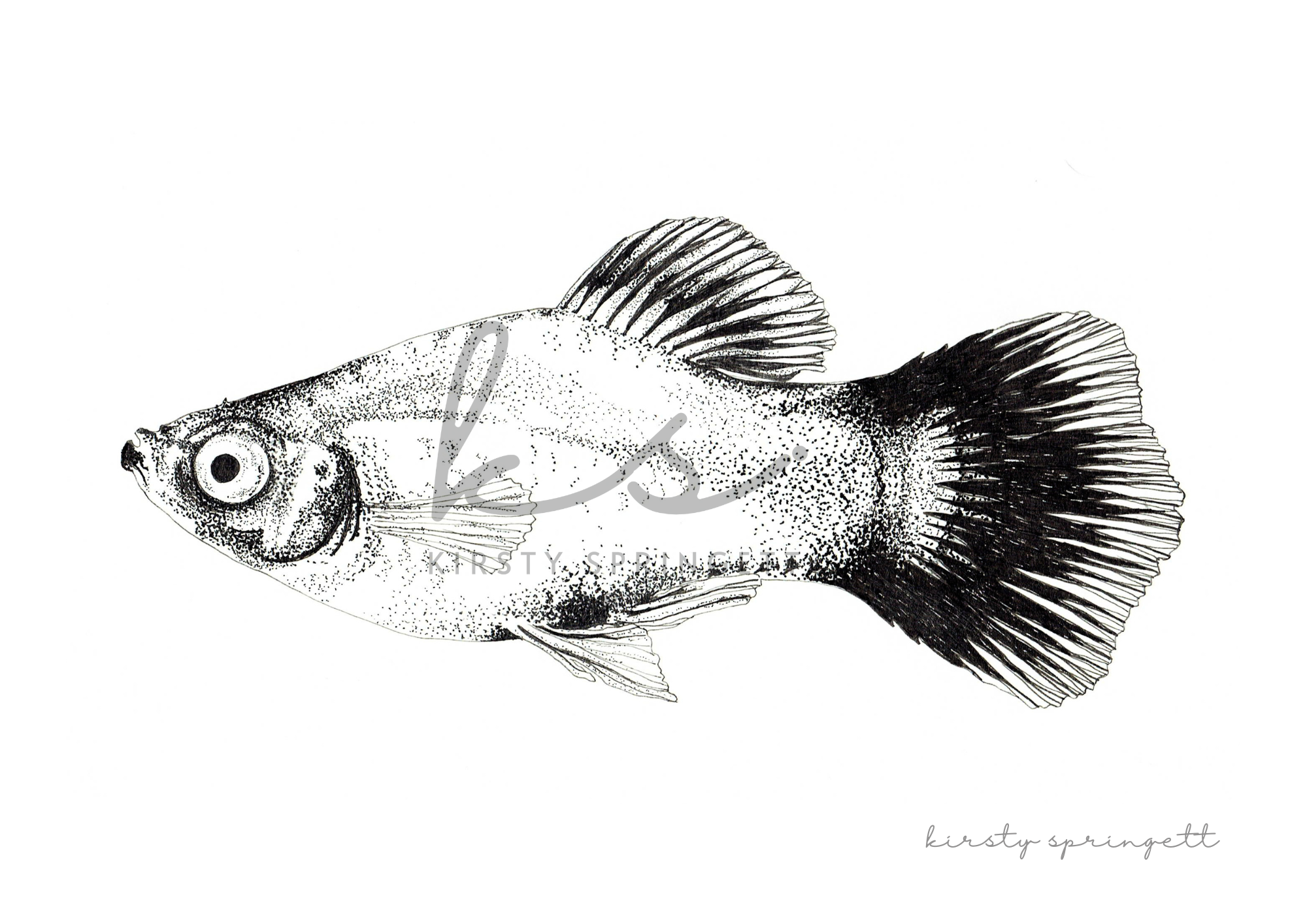Molly Fish