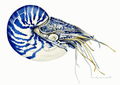 Nautilus