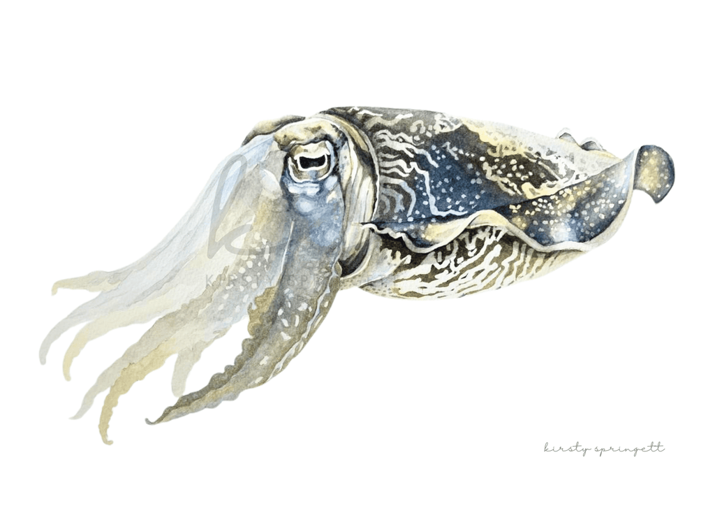 Cuttlefish Print