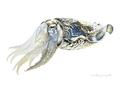 Cuttlefish Print