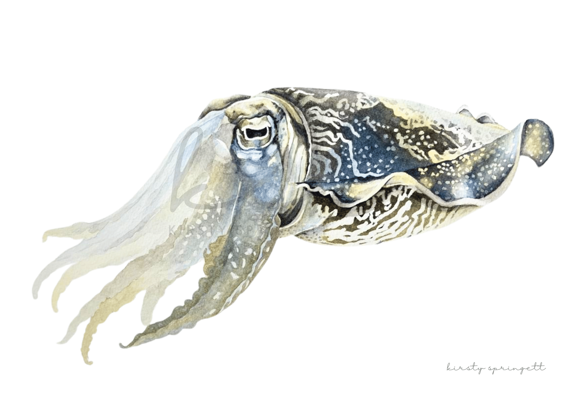 Cuttlefish Print
