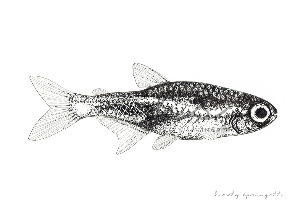Neon Tetra Fish