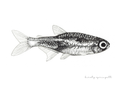 Neon Tetra Fish