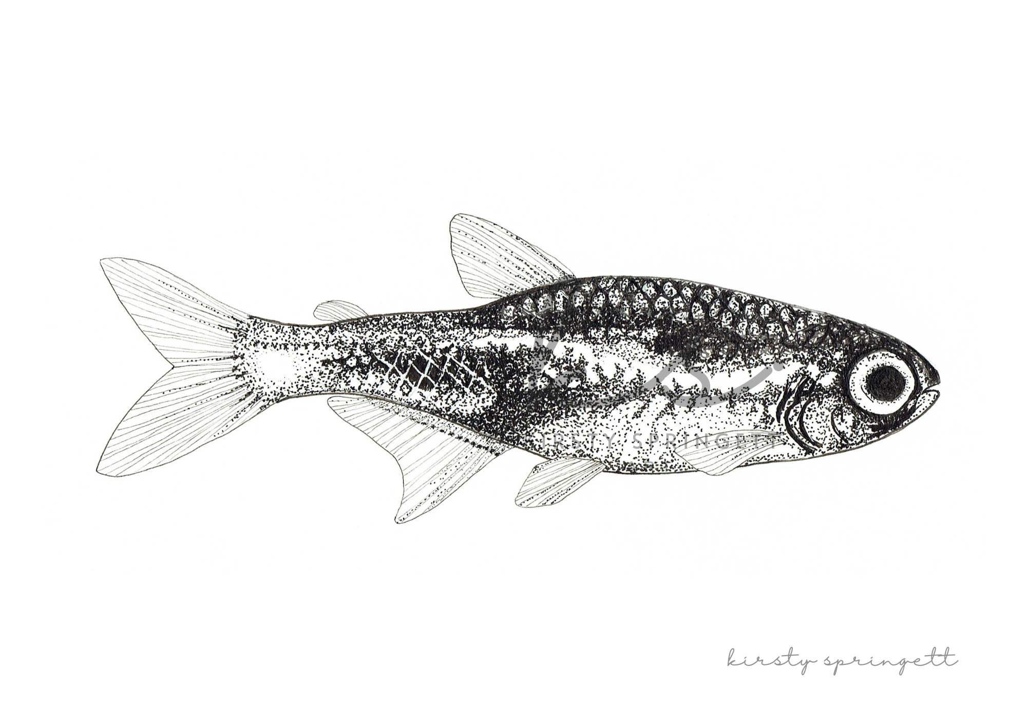 Neon Tetra Fish