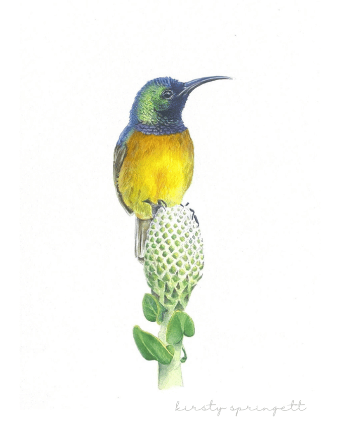 Orange Breasted Sunbird Original Artwork