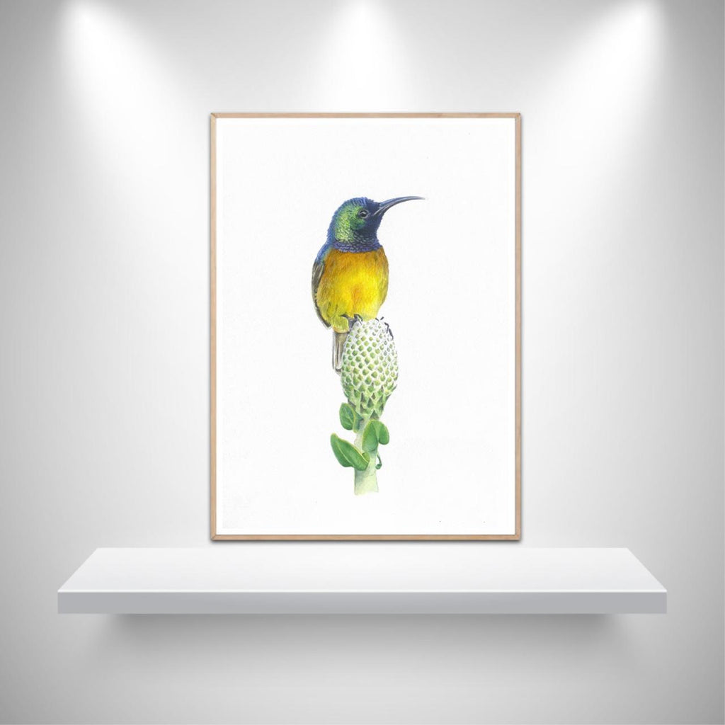 Orange Breasted Sunbird Original Artwork