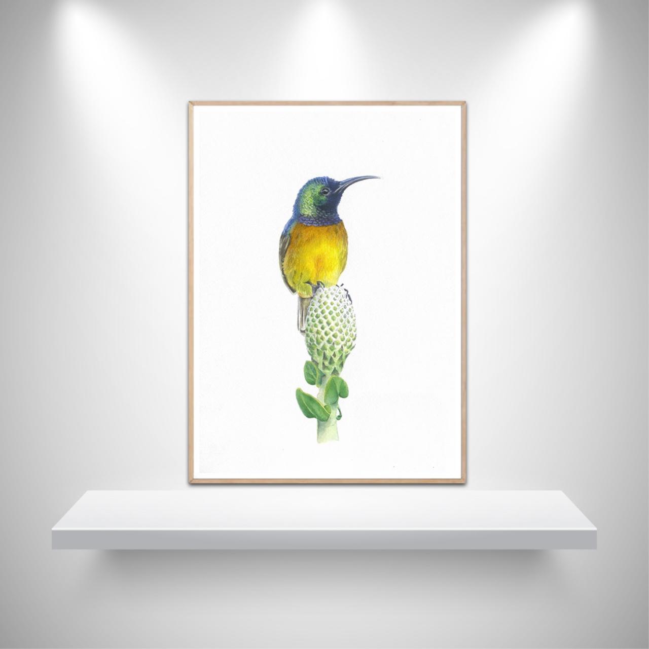 Orange Breasted Sunbird Original Artwork