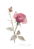 Rose Unfolded Print