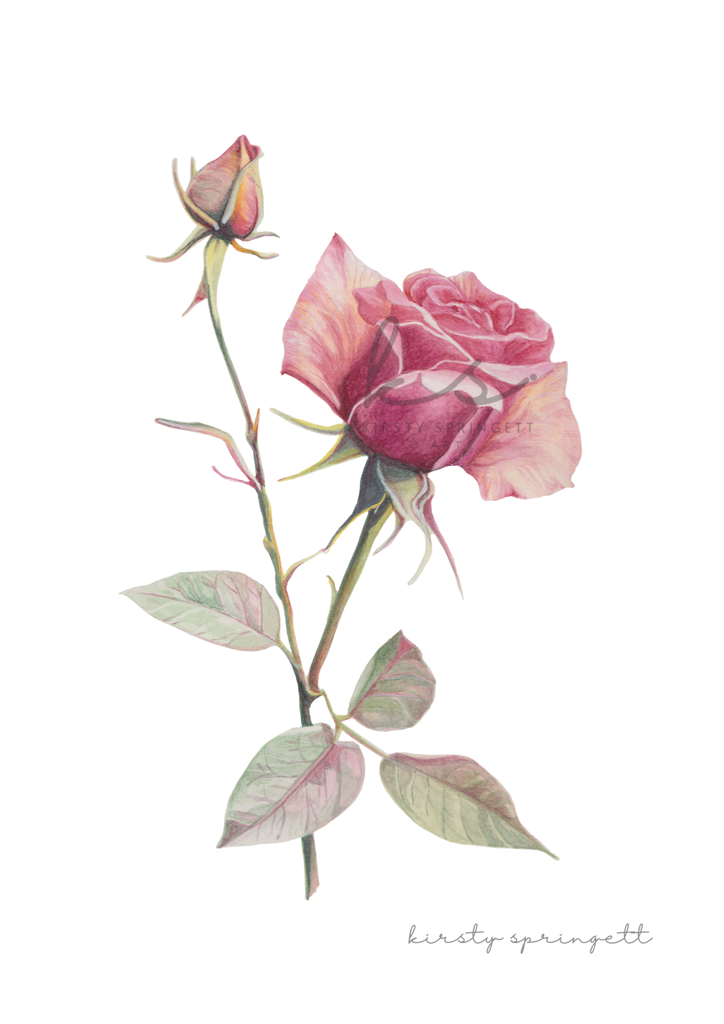 Rose Unfolded Print