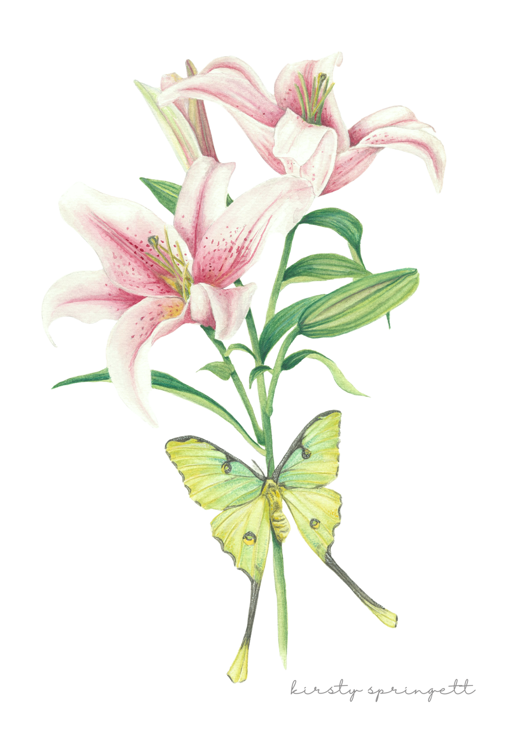 Pink Stargazer Lily Print