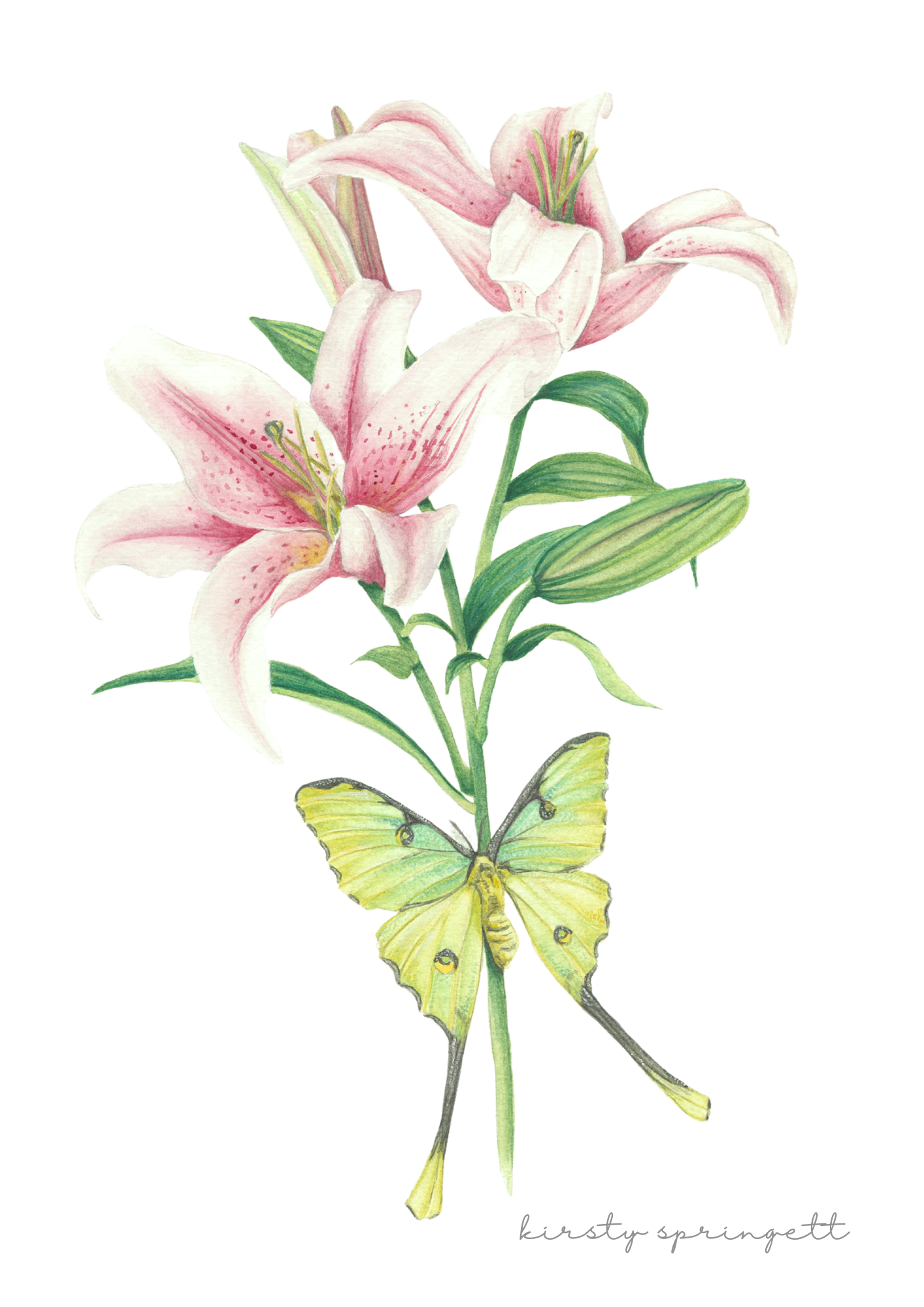 Pink Stargazer Lily Print