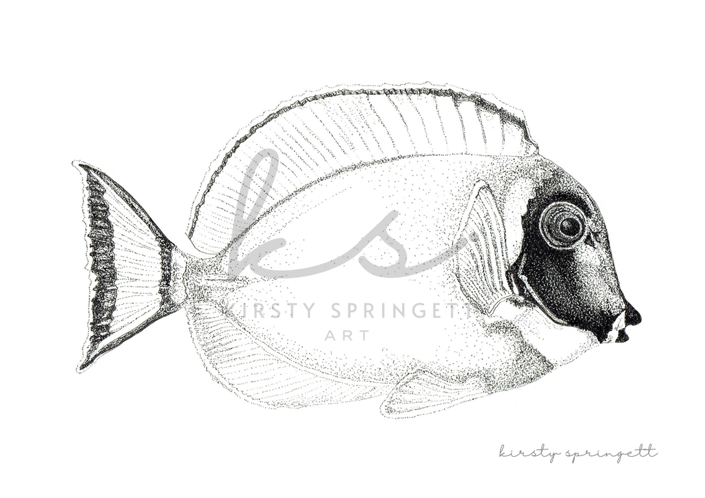 Powder Blue Surgeon Fish