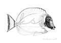 Powder Blue Surgeon Fish