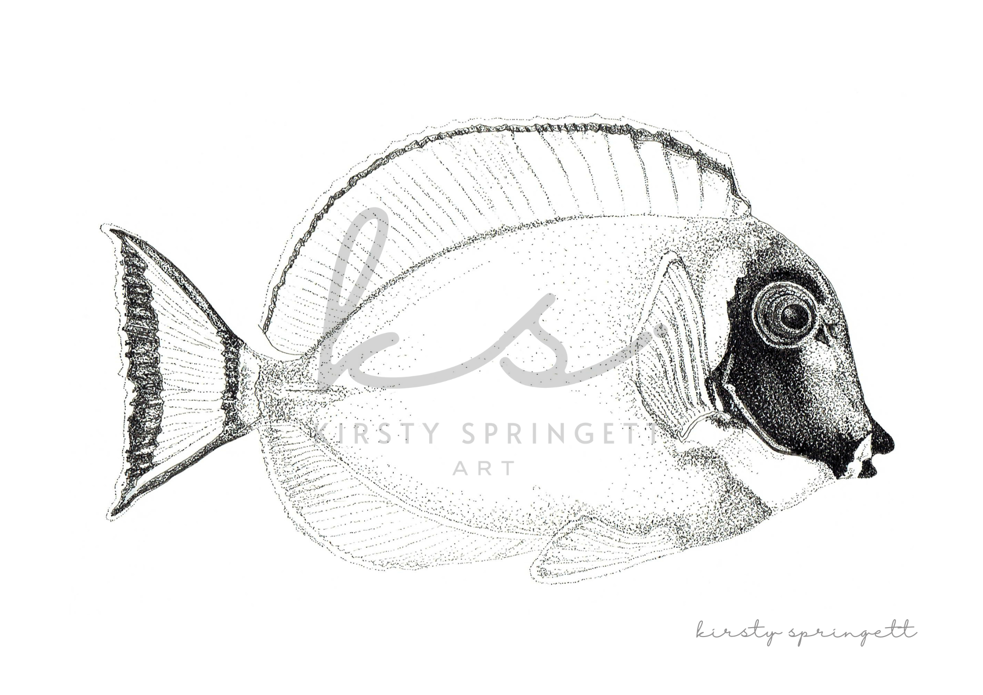 Powder Blue Surgeon Fish