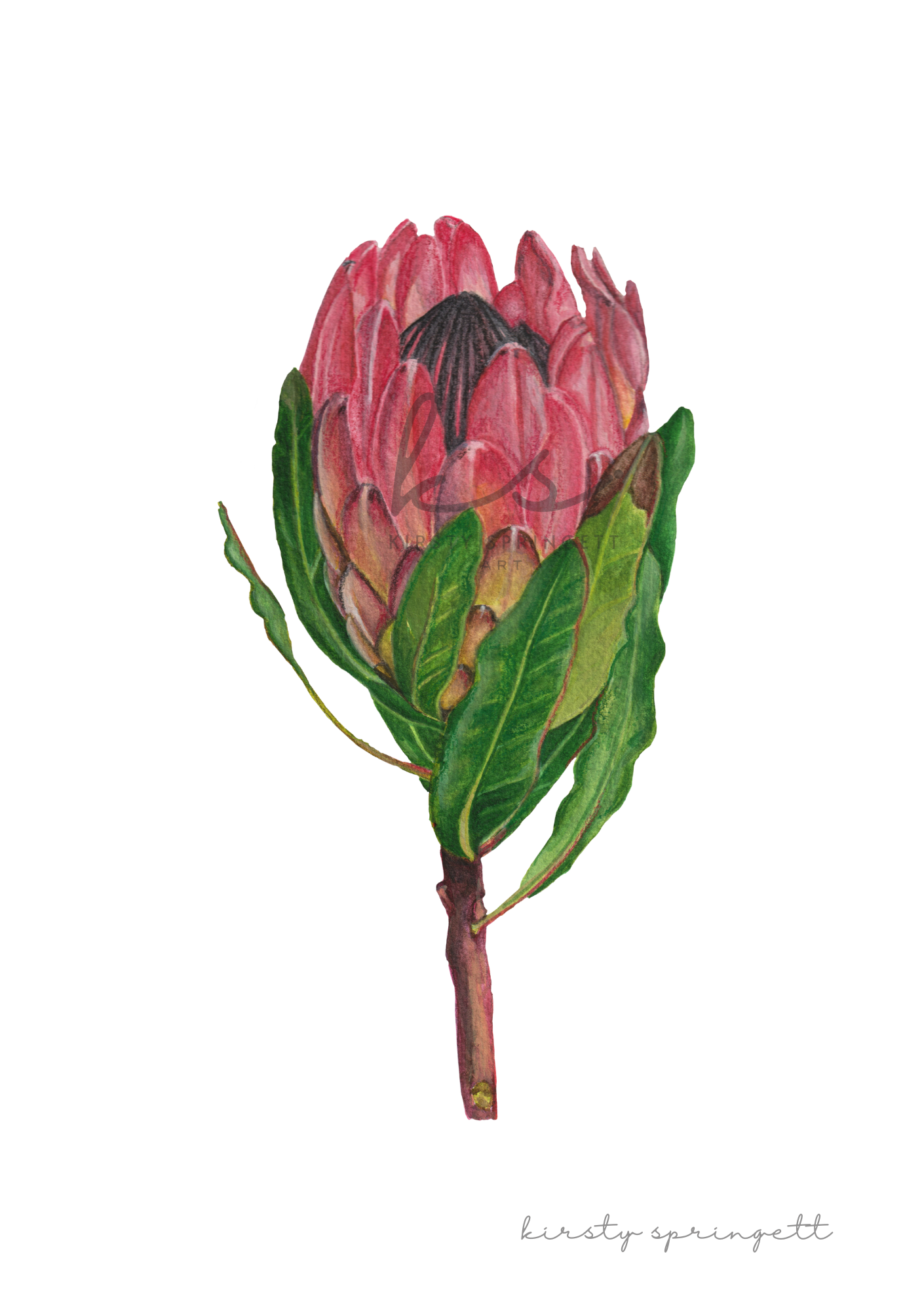 Pink Protea Bloom Print