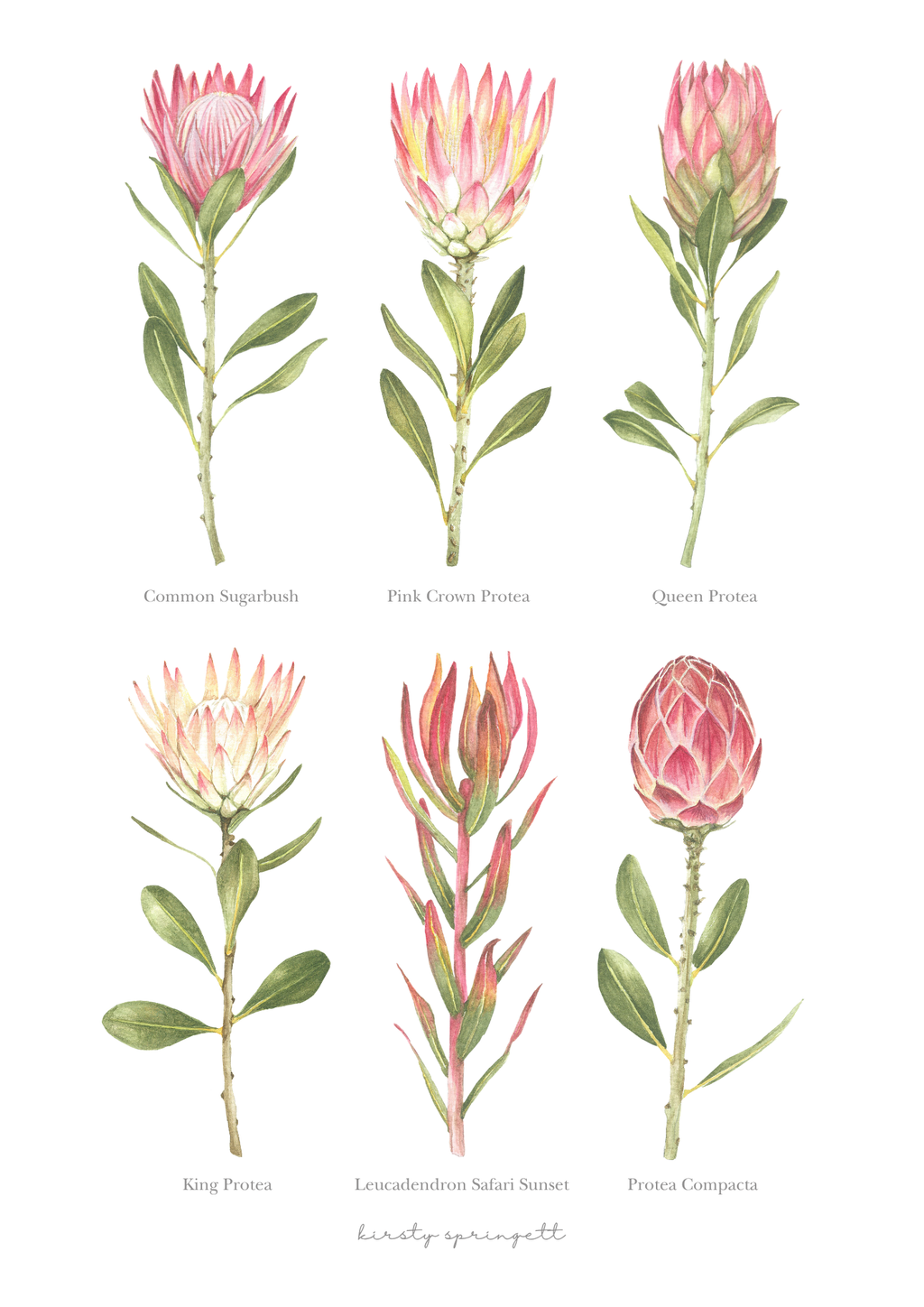 Proteas Print