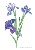 Purple Iris Original Artwork