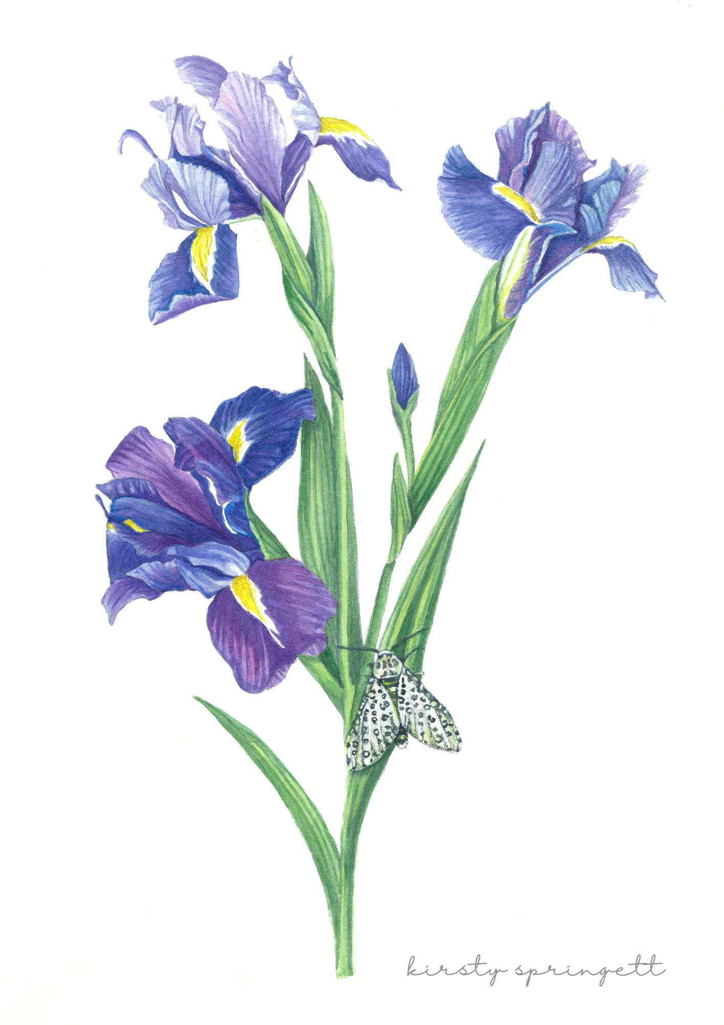 Purple Iris Original Artwork