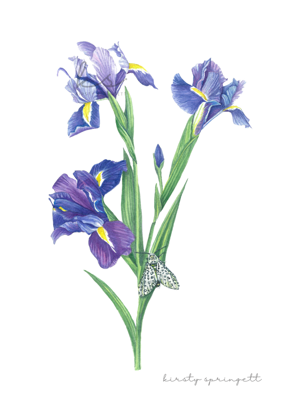 Purple Iris Print
