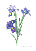 Purple Iris Print