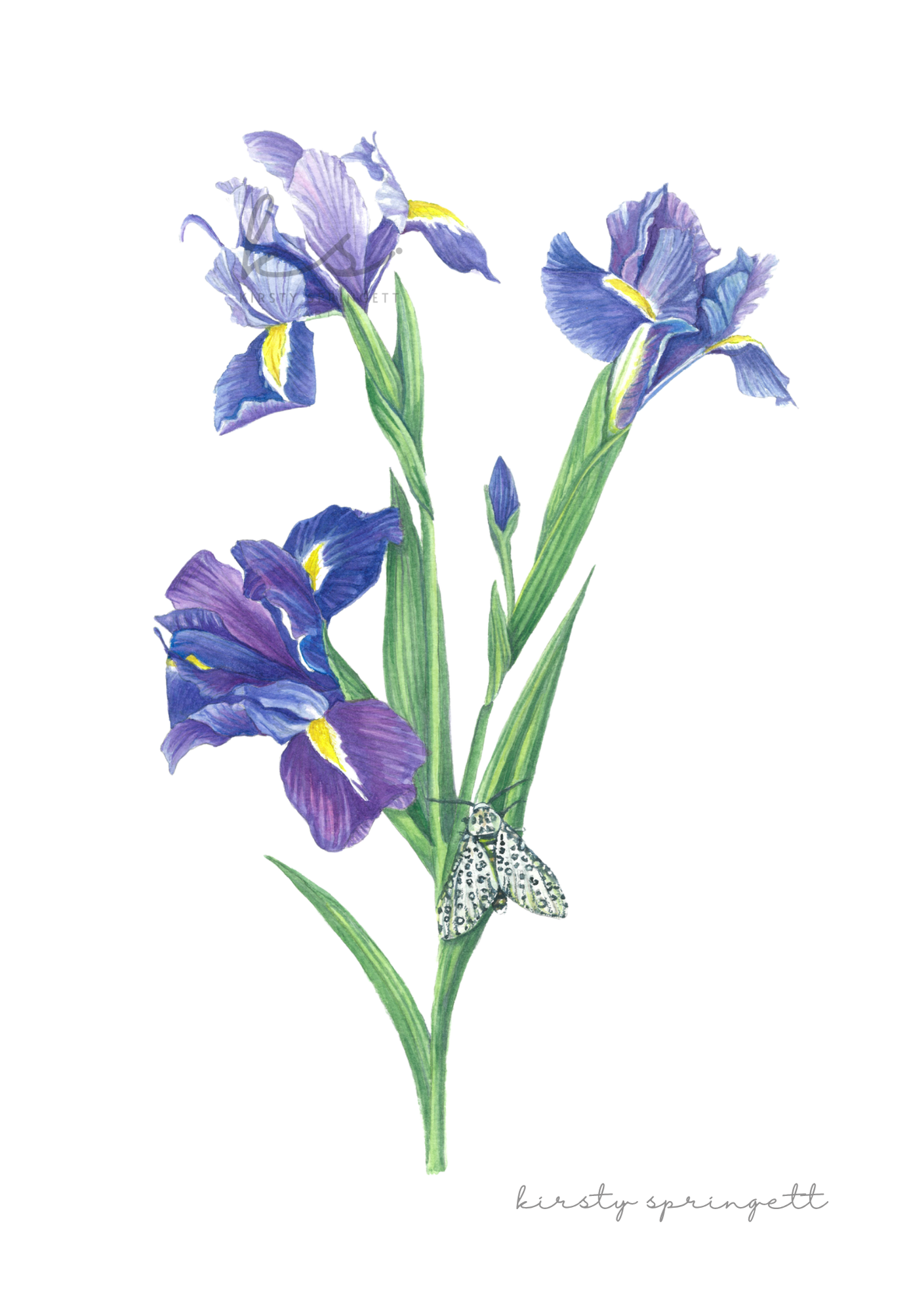 Purple Iris