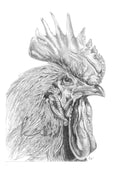 Rooster Illustration Print
