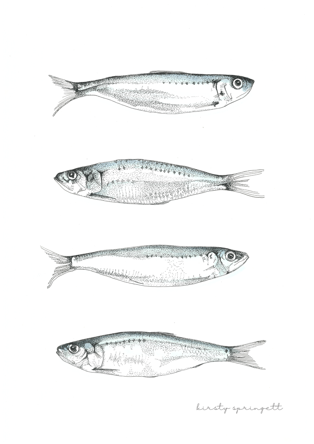 Sardine Study I