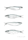 Sardine Study I