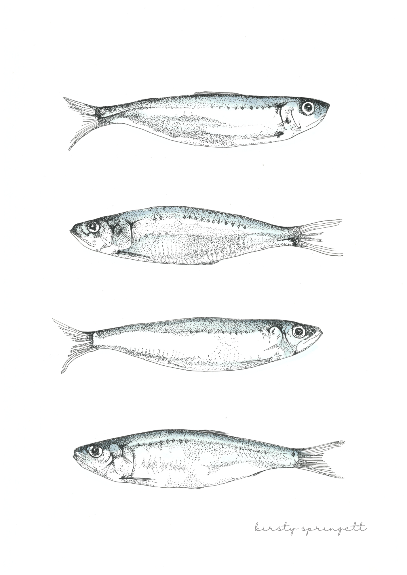 Sardine Study I