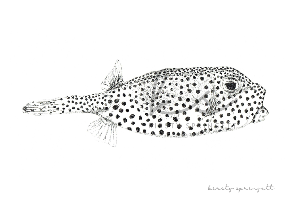 Spotted Boxfish