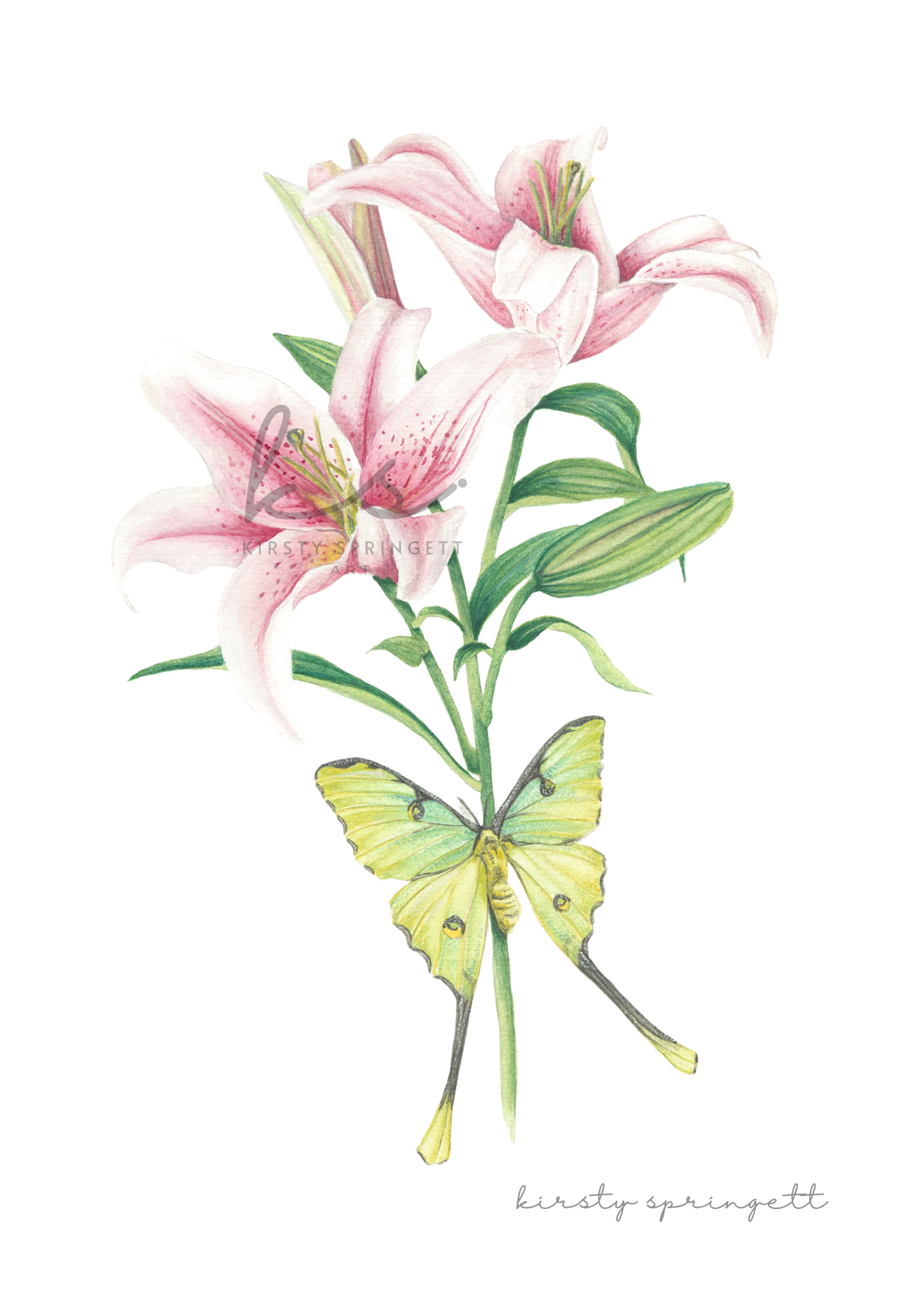 Pink Stargazer Lily Print