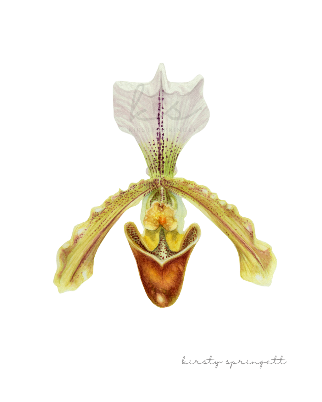 Slipper Orchid Print