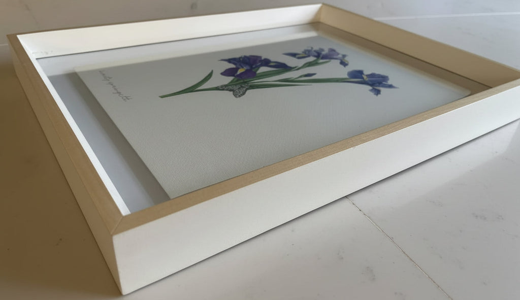 Purple Iris